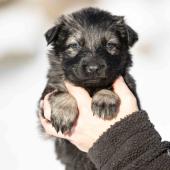 Femelle grise argentée charbonnée collier vert