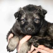 Femelle grise argentée charbonnée collier vert