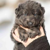 Femelle bleue et argentée collier gris