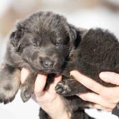 Femelle bleue et argentée collier gris