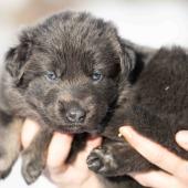 Femelle bleue et argentée collier gris