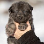 Femelle grise argentée charbonnée de bleu collier orange