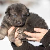 Femelle grise argentée charbonnée de bleu collier orange
