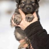 Femelle grise argentée charbonnée de bleu collier rose