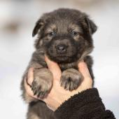 Femelle grise argentée charbonnée de bleu collier rose