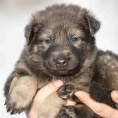 Femelle grise argentée charbonnée de bleu collier rose