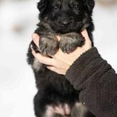 Femelle noire et argentée collier bleu clair