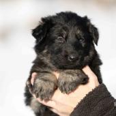 Femelle noire et argentée collier bleu clair