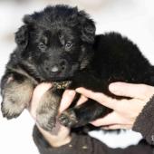 Femelle noire et argentée collier bleu clair