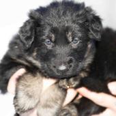 Femelle noire et argentée collier bleu clair