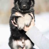 Mâle noir et argenté collier rouge