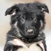 Mâle noir et argenté collier rouge