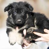 Mâle noir et argenté collier rouge