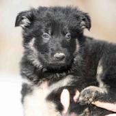 Mâle noir et argenté collier rouge