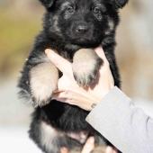 Femelle noire et argentée collier noir