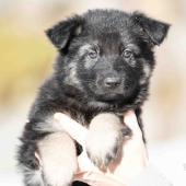 Femelle noire et argentée collier noir