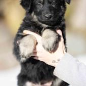 Femelle noire et argentée collier bleu clair