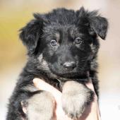 Femelle noire et argentée collier bleu clair