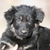 Femelle noire et argentée collier bleu clair