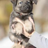Femelle grise argentée charbonnée de bleu collier rosee