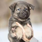 Femelle grise argentée charbonnée de bleu collier rose