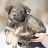 Femelle grise argentée charbonnée de bleu collier rose