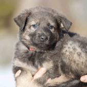 Femelle grise argentée charbonnée de bleu collier rose