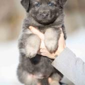Femelle bleue et argentée collier orange 