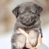 Femelle bleue et argentée collier orange 