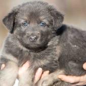 Femelle bleue et argentée collier orange 