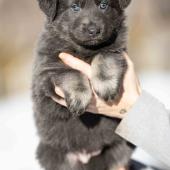 Femelle bleue et argentée collier gris 