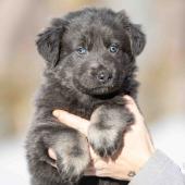 Femelle bleue et argentée collier gris 