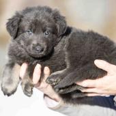 Femelle bleue et argentée collier gris 
