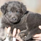 Femelle bleue et argentée collier gris 