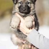 Femelle grise argentée charbonnée collier bleu foncé