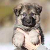 Femelle grise argentée charbonnée collier bleu foncé
