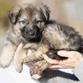 Femelle grise argentée charbonnée collier bleu foncé