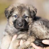 Femelle grise argentée charbonnée collier bleu foncé