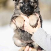 Femelle grise argentée charbonnée collier brun