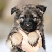 Femelle grise argentée charbonnée collier brun