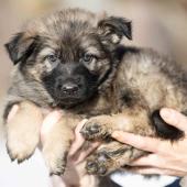 Femelle grise argentée charbonnée collier brun