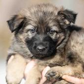 Femelle grise argentée charbonnée collier brun