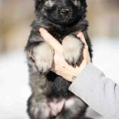 Femelle grise argentée charbonnée collier vert 