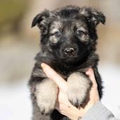 Femelle grise argentée charbonnée collier vert 
