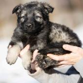 Femelle grise argentée charbonnée collier vert 