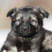 Femelle grise argentée charbonnée collier vert 