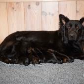 Toute la portée avec maman