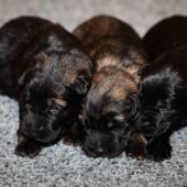 De gauche à droite : les deux mâles fauves charbonnés et les trois mâles noirs