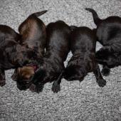 De gauche à droite : les deux mâles fauves charbonnés et les trois mâles noirs