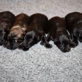 De gauche à droite : les deux mâles fauves charbonnés et les trois mâles noirs